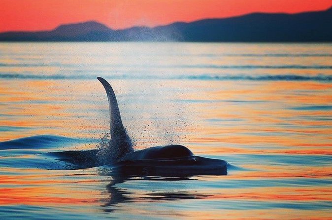 Parksville Sunset Whale and Wildlife Adventure - What the Ride Feels Like on Calm Water