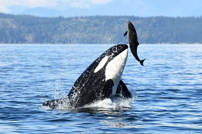 Parksville Sunset Whale and Wildlife Adventure - The Guide’s Role: Andy’s Whale Knowledge and Energy