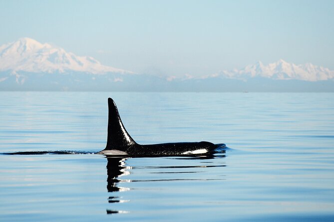 Parksville Sunset Whale and Wildlife Adventure - Is $158.70 a Fair Price?