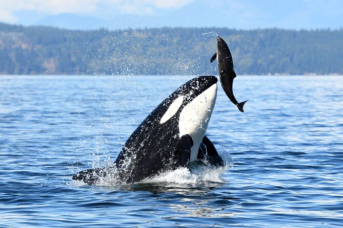 Parksville Sunset Whale and Wildlife Adventure - Who Will Get the Most From This Trip?