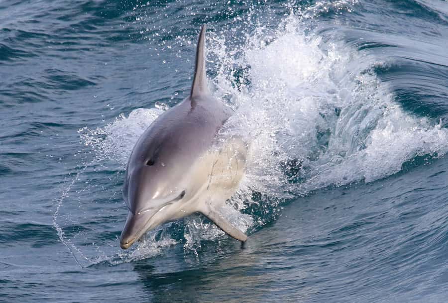 Philip Island: Dolphin and Whale Cruise - Key points before you book