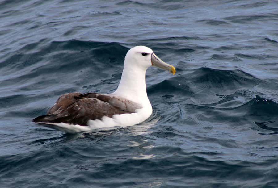 Philip Island: Dolphin and Whale Cruise - Setting out along Phillip Island’s southern coast
