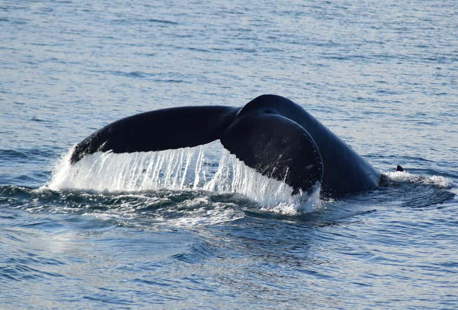 Philip Island: Dolphin and Whale Cruise - Cape Woolamai and the first coastal views