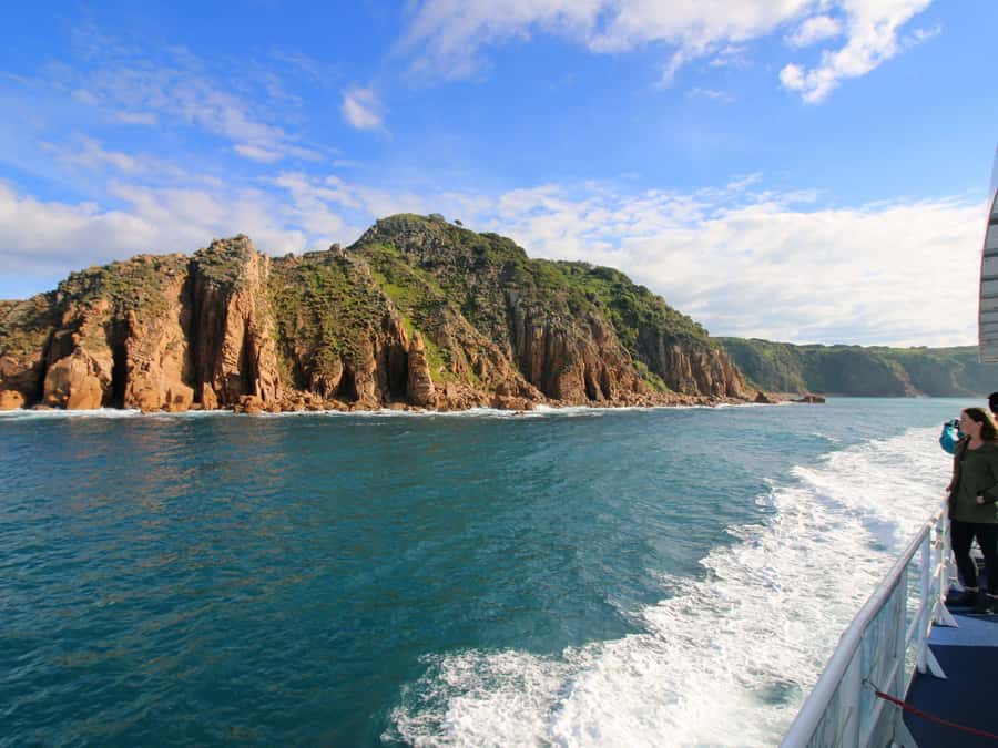 Philip Island: Dolphin and Whale Cruise - Seals, albatrosses, and smaller discoveries