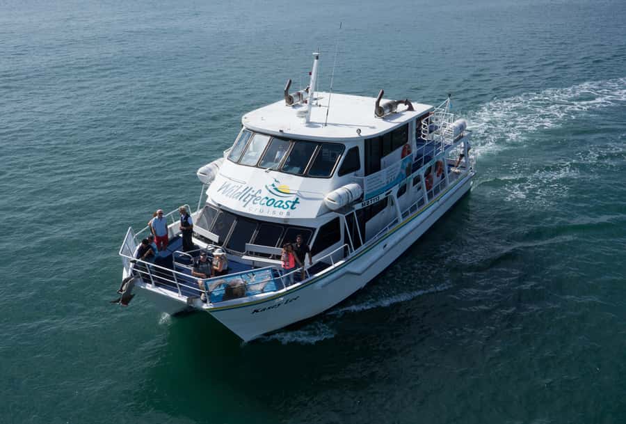 Philip Island: Dolphin and Whale Cruise - The crew’s role and the tone of the trip