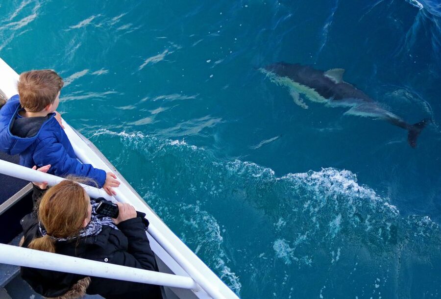 Philip Island: Dolphin and Whale Cruise - Who will enjoy this cruise most