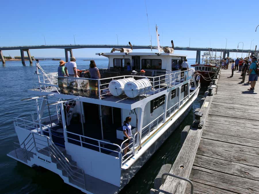 Philip Island: Dolphin and Whale Cruise - How the whale search works