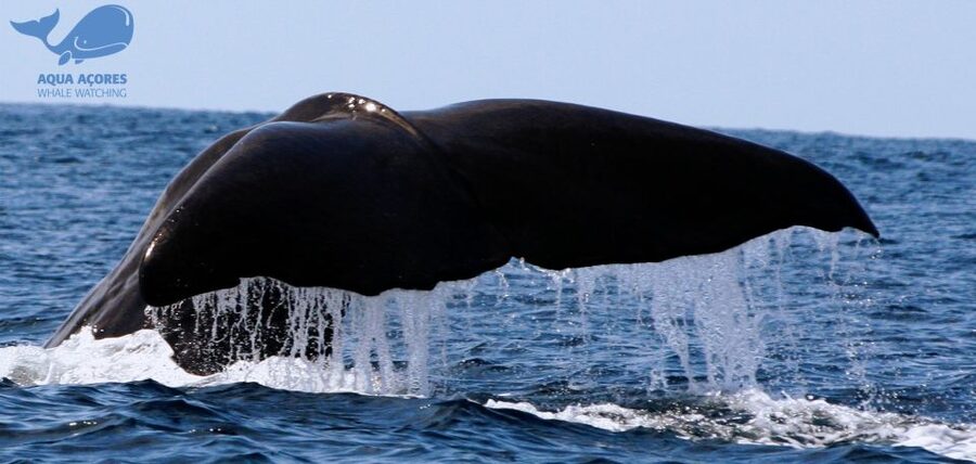Pico Island: Azores Whale & Dolphin Watching on Zodiac Boat - Key things to know before booking