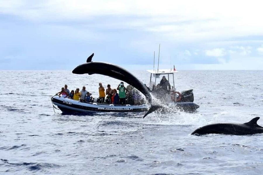 Pico Island: Azores Whale & Dolphin Watching on Zodiac Boat - The guide’s explanation of marine life