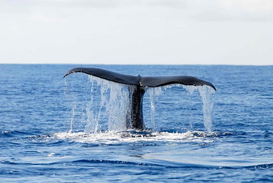 Pico Island: Azores Whale & Dolphin Watching on Zodiac Boat - Weather, cancellations, and the practical tradeoff
