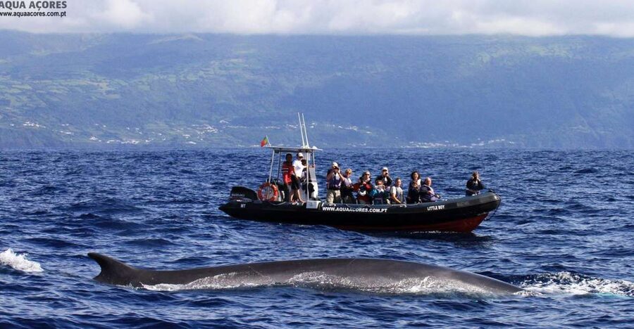 Pico Island: Azores Whale & Dolphin Watching on Zodiac Boat - Starting at Lajes do Pico harbor