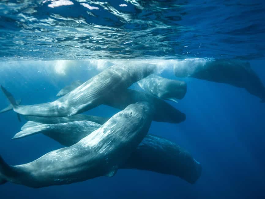Pico Island: Whale Watching Experience from Lajes do Pico - Key points before you book