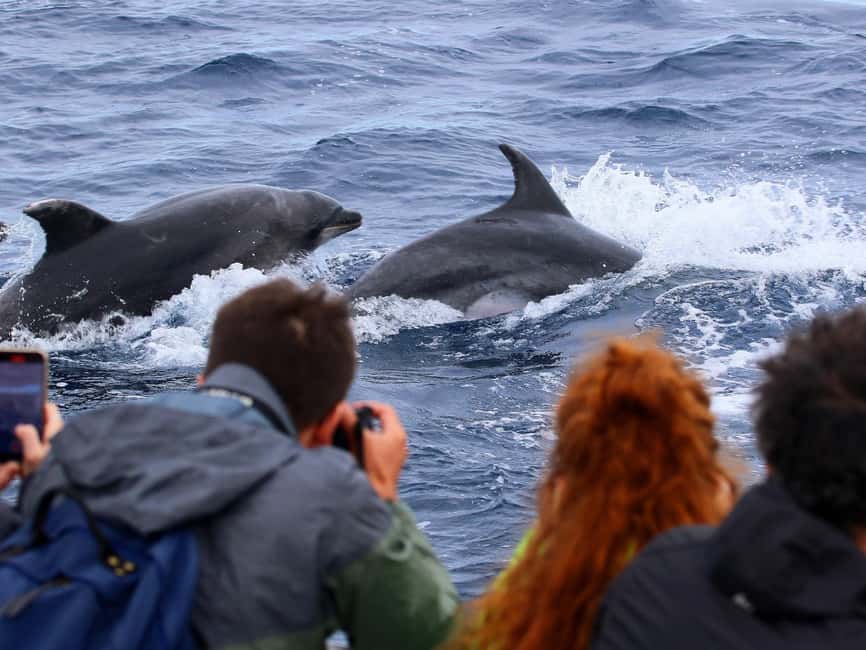 Pico Island: Whale Watching Experience from Lajes do Pico - Who should book this Pico whale-watching trip?