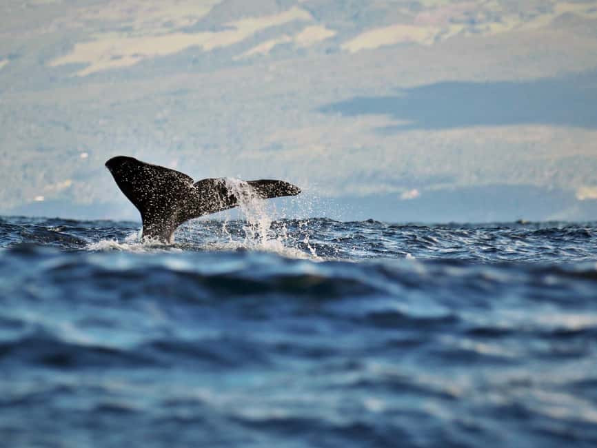 Pico Island: Whale Watching Experience from Lajes do Pico - Why Pico is such a strong whale-watching base