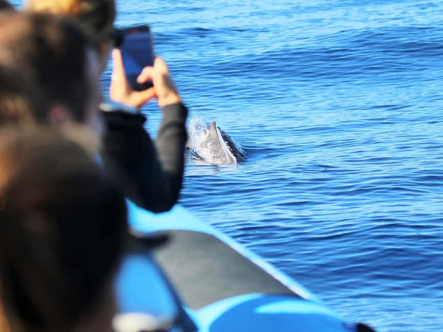 Pico Island: Whale Watching Experience from Lajes do Pico - The 15-minute briefing sets the tone