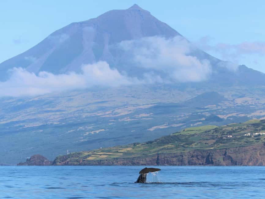 Pico Island: Whale Watching Experience from Lajes do Pico - A zodiac ride that gets you into the open Atlantic