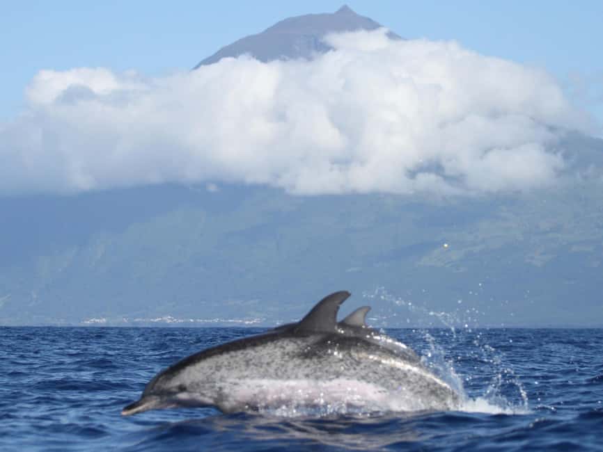 Pico Island: Whale Watching Experience from Lajes do Pico - What you might see from sperm whales to super pods