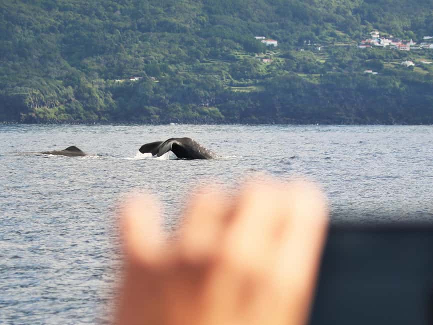 Pico Island: Whale Watching Experience from Lajes do Pico - How the wildlife policy improves the experience