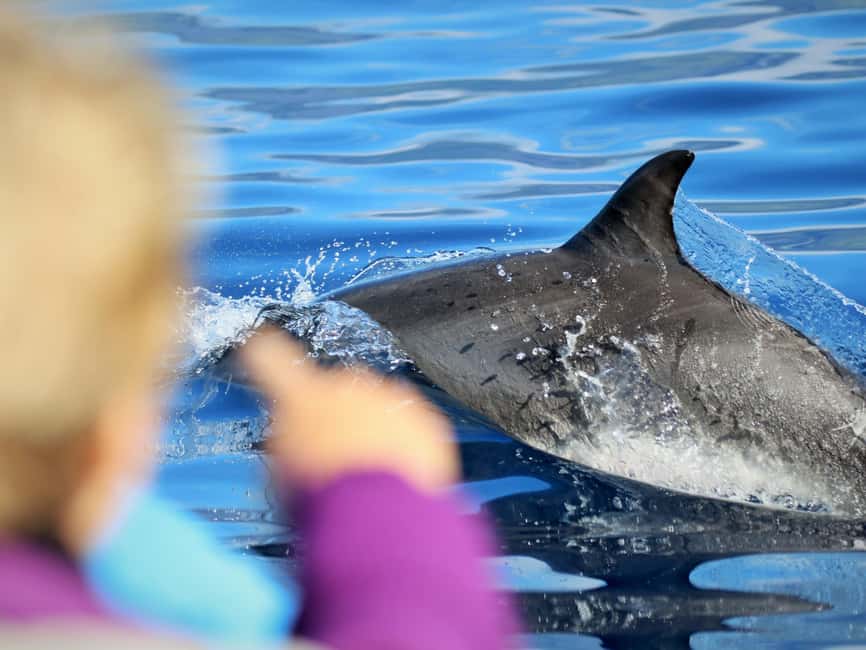 Pico Island: Whale Watching Experience from Lajes do Pico - Is $82 good value for three hours?