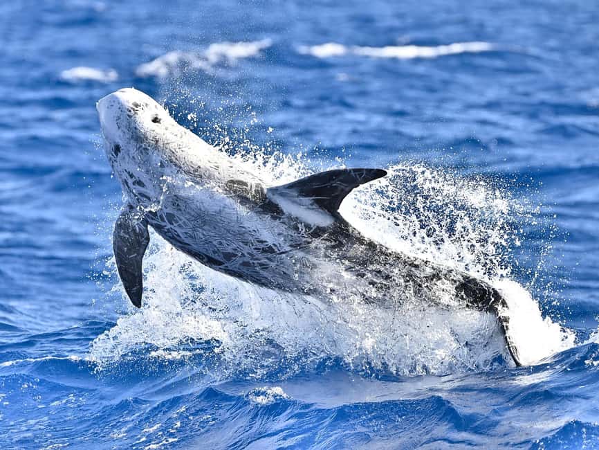 Pico Island: Whale Watching Experience from Lajes do Pico - What to bring for comfort and better photographs