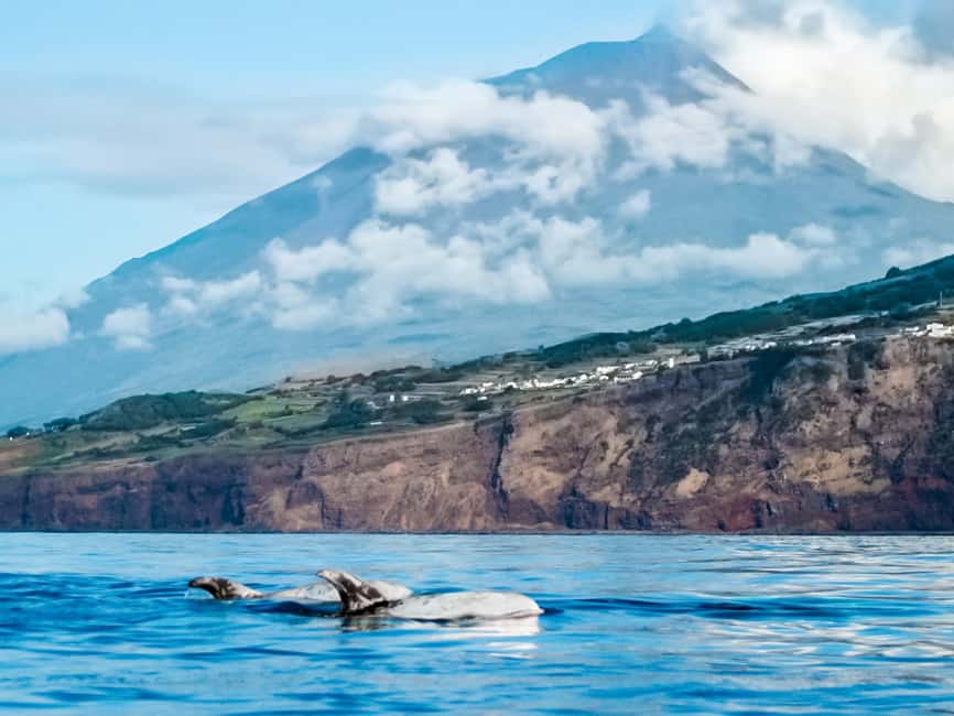 Pico Island: Whale Watching Experience from Lajes do Pico - Checking in at Lajes do Pico harbor