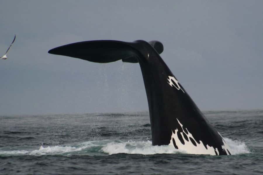Plettenberg Bay: Whale Watching Boat Cruise - Key points to know before you book