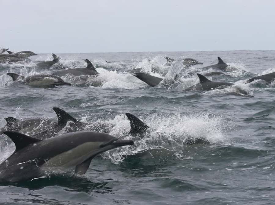 Plettenberg Bay: Whale Watching Boat Cruise - The beach launch sets the tone