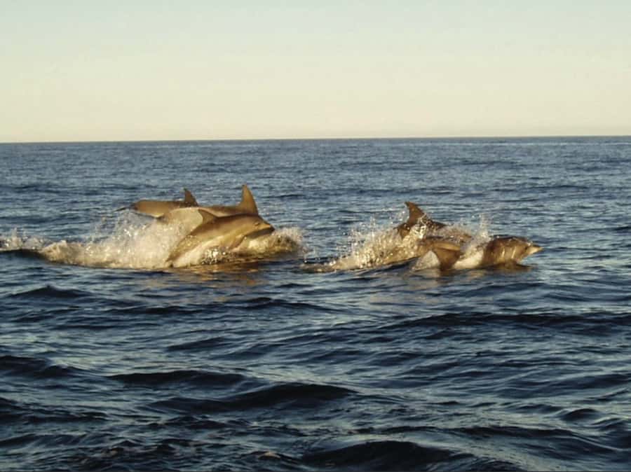 Plettenberg Bay: Whale Watching Boat Cruise - Why June to November is the best time