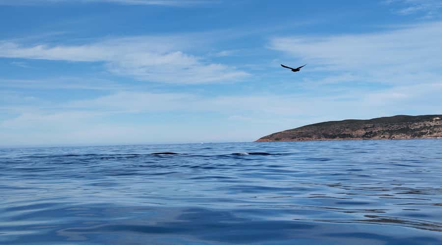 Plettenberg Bay: Whale Watching Boat Cruise - Dolphins, seals, and birds can save a whale-free trip