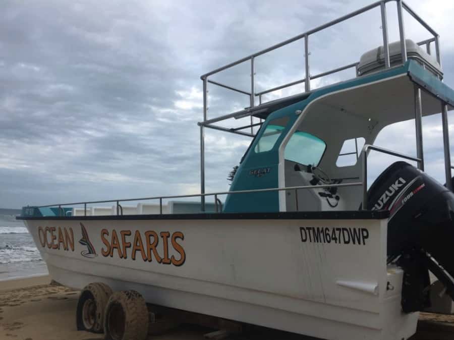 Plettenberg Bay: Whale Watching Boat Cruise - Who will enjoy this most