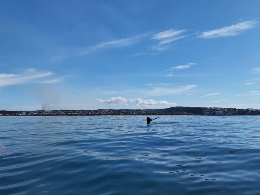 Plettenberg Bay: Whale Watching Boat Cruise - Booking advice for the best chance of success