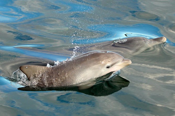 Port Stephens 3 Hour Whale and Dolphin Watch Cruise - Key points before you book