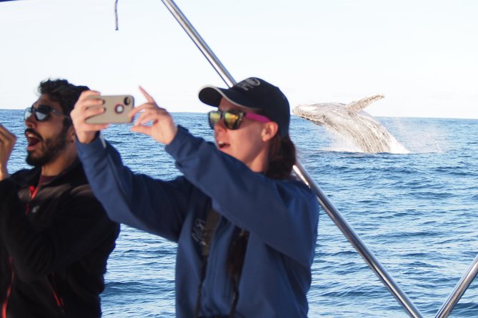 Port Stephens 3 Hour Whale and Dolphin Watch Cruise - Watching for humpback whales offshore