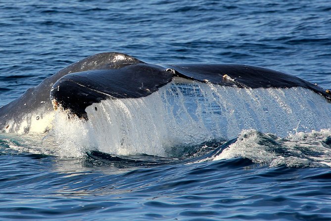 Port Stephens 3 Hour Whale and Dolphin Watch Cruise - What the onboard commentary adds