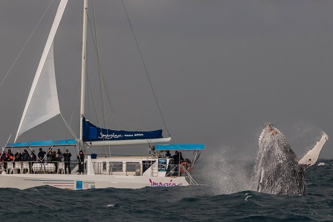 Port Stephens 3 Hour Whale and Dolphin Watch Cruise - Comfort in sun, wind, and changing weather