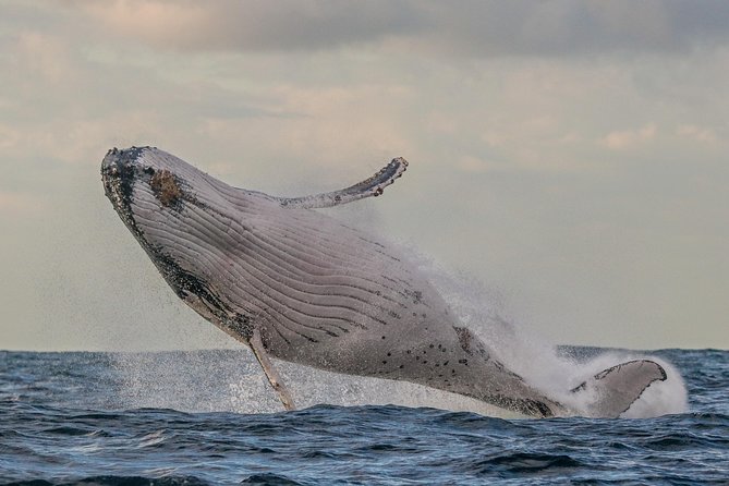 Port Stephens 3 Hour Whale and Dolphin Watch Cruise - Three hours on a sailing catamaran