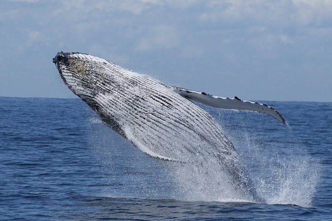 Port Stephens: Whale Watching Cruise - What makes this cruise worth your time