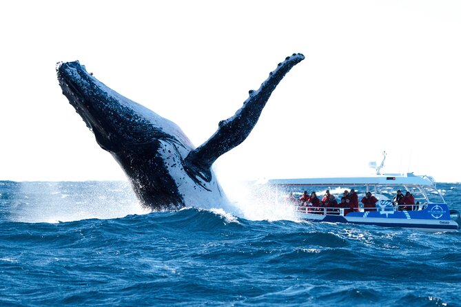Premier Whale Watching Byron Bay - Key points before you book