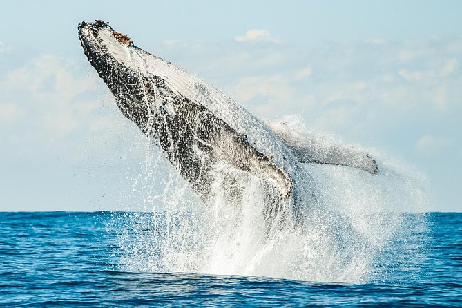 Premier Whale Watching Byron Bay - Searching the Humpback Highway