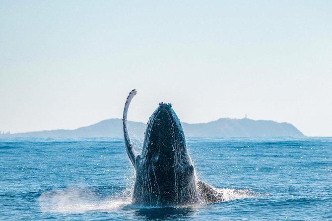 Premier Whale Watching Byron Bay - A small boat with a lively ride