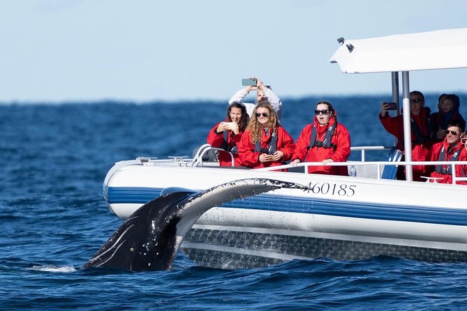 Premier Whale Watching Byron Bay - How long the experience really takes