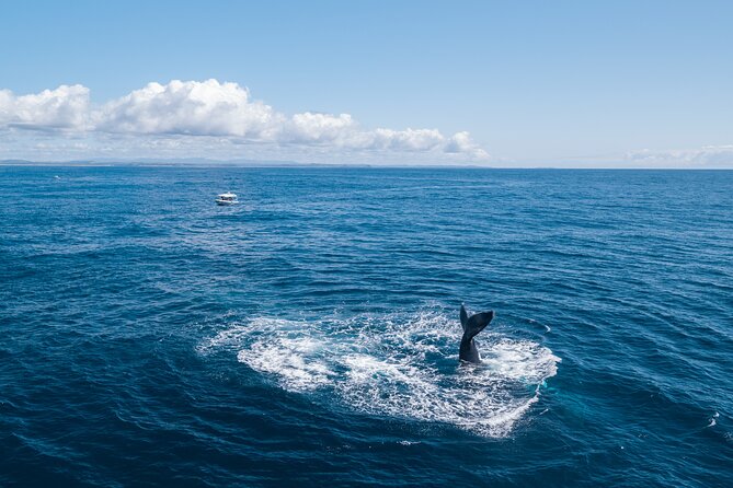 Premier Whale Watching Byron Bay - Free photos and the whale guarantee
