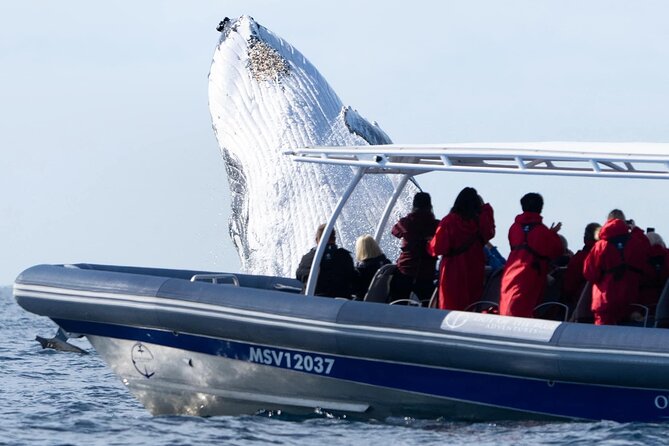 Premier Whale Watching Byron Bay - Who will enjoy this tour most?