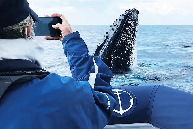Premier Whale Watching Byron Bay - What the marine biologist adds