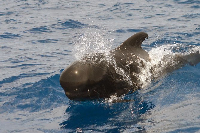 Private 2 hour Whale Watching Tour - Why this private trip feels different from a standard boat outing