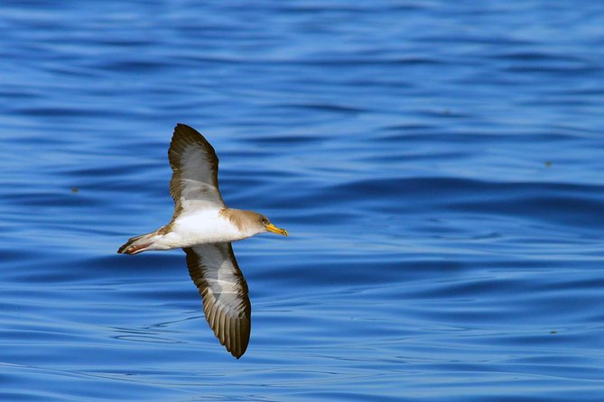 Private 2 hour Whale Watching Tour - Learning from the biologist on board