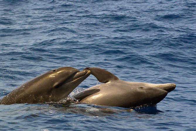 Private 2 hour Whale Watching Tour - Searching for whales and dolphins offshore