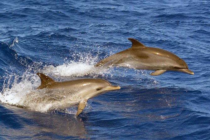 Private 2 hour Whale Watching Tour - Dolphins, turtles, and the small details