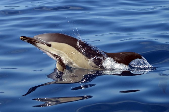 Private 2 hour Whale Watching Tour - Hearing the ocean through a hydrophone