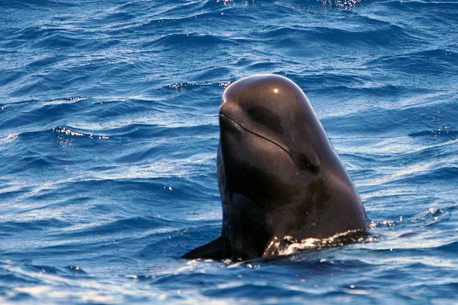 Private 2 hour Whale Watching Tour - Boarding the 8-meter whale-watching boat